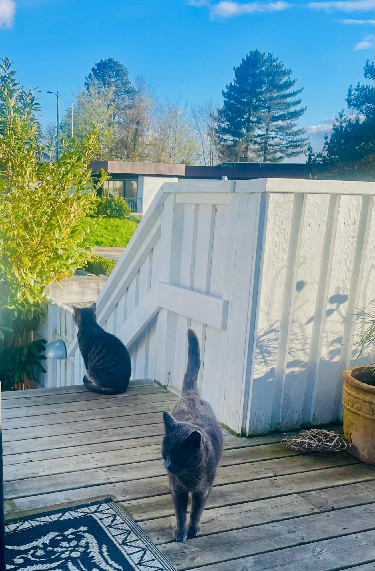 Cool Familyhome Close To The Beach W Two Cuddly Cats Espergærde Exteriör bild