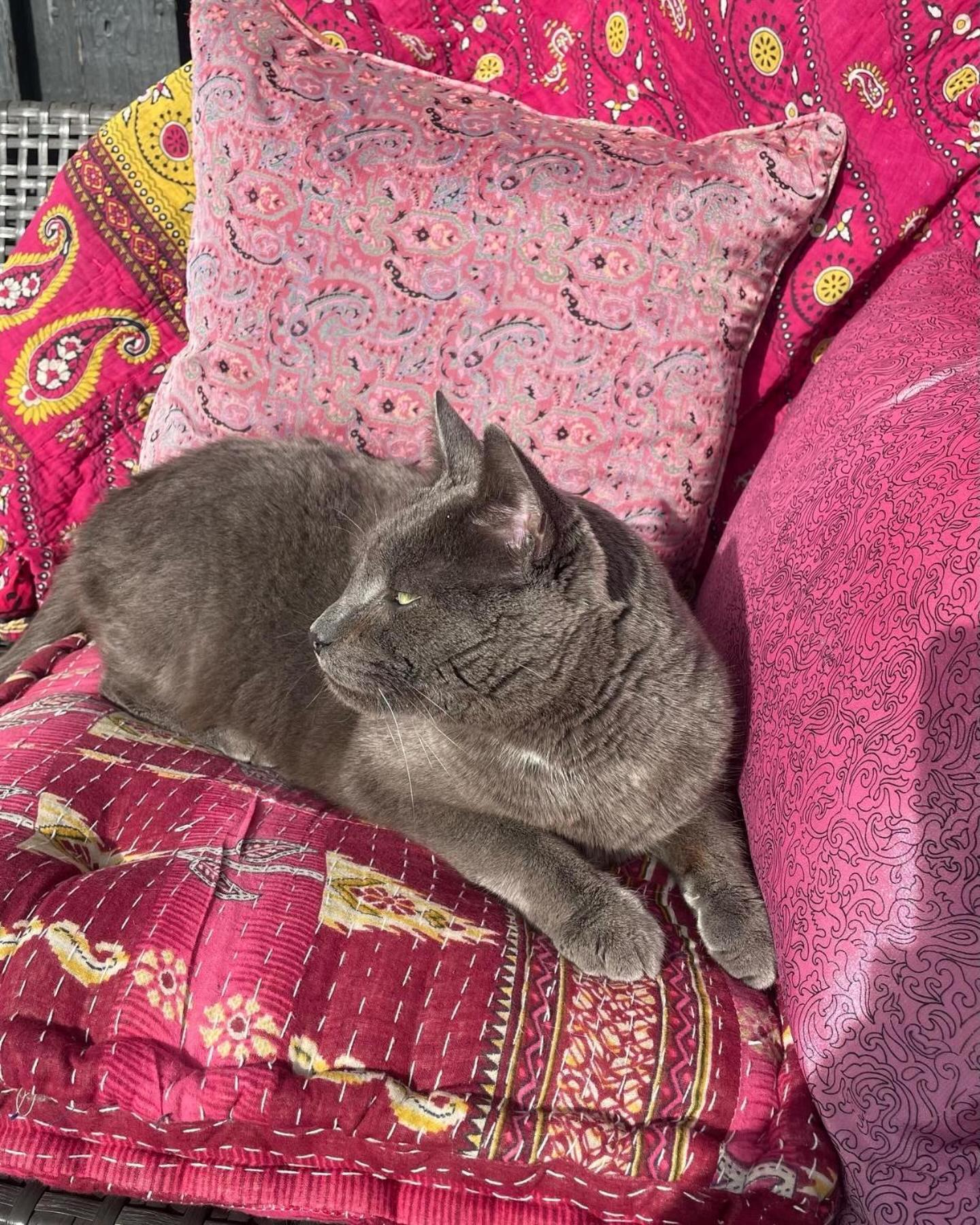 Cool Familyhome Close To The Beach W Two Cuddly Cats Espergærde Exteriör bild